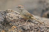 Rufous-crowned Sparrowborder=